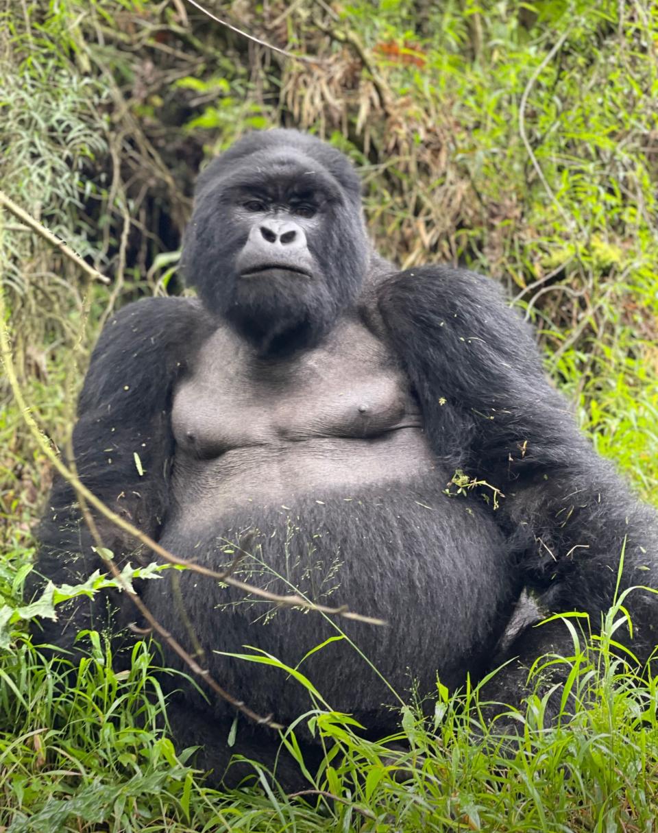 Mountain gorillas in Rwanda