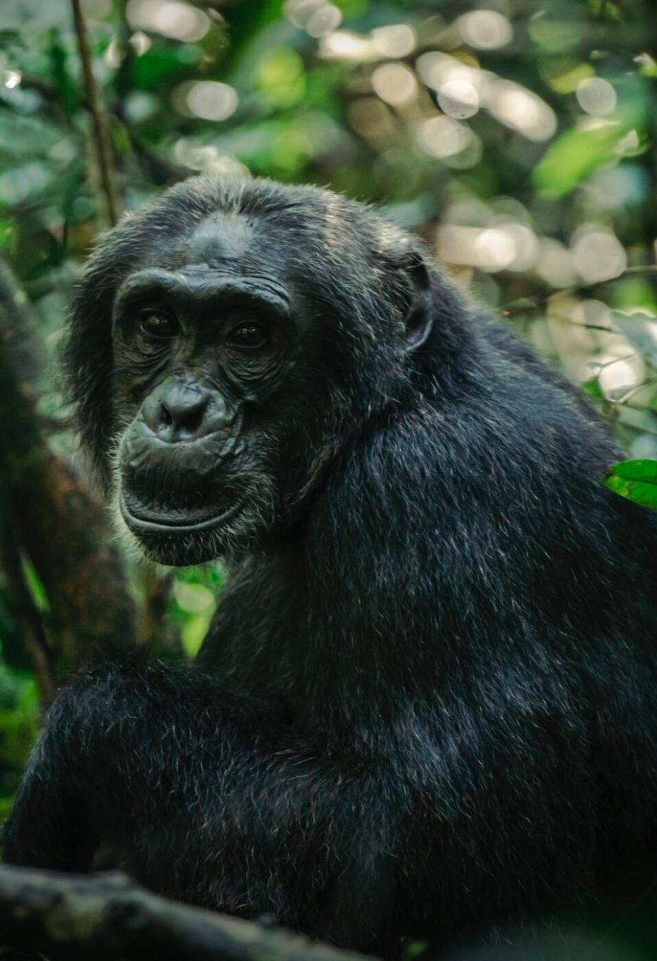 Chimpanzee in Nyungwe Forest