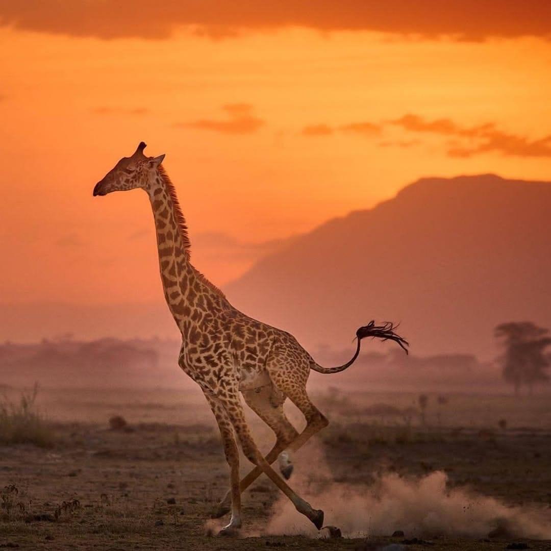 Giraffe in Akagera National Park