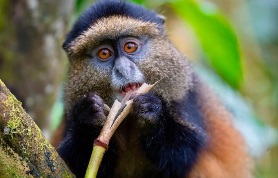 Golden monkey in Rwanda