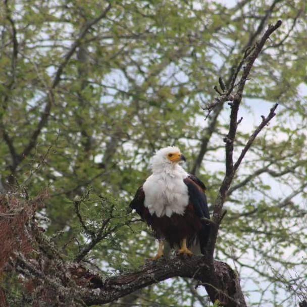 Birdwatching in Rwanda