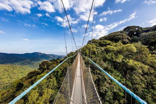 Canopy walk in Nyungwe Forest